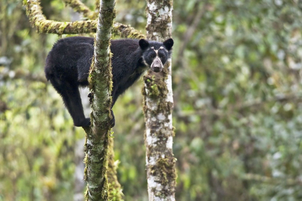 Foto arhiv 15. FGF Film The Secret Life of the Andean Bear